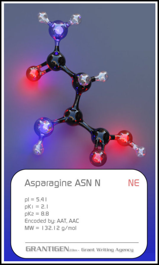 Asparagine