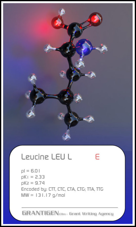 Leucine