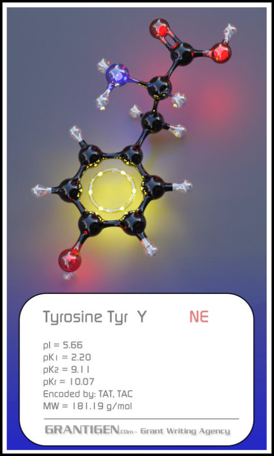 Tyrosine