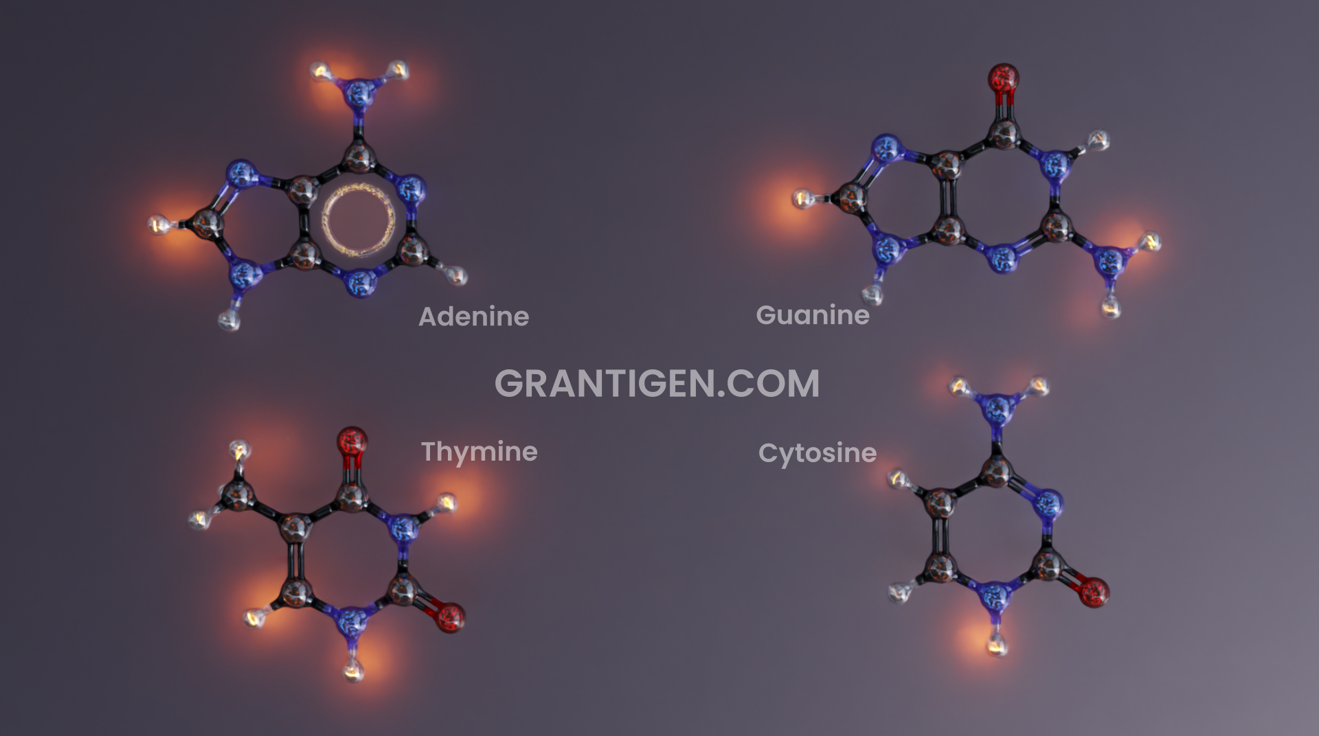 DNA bases: adenine thymine guanine cytosine