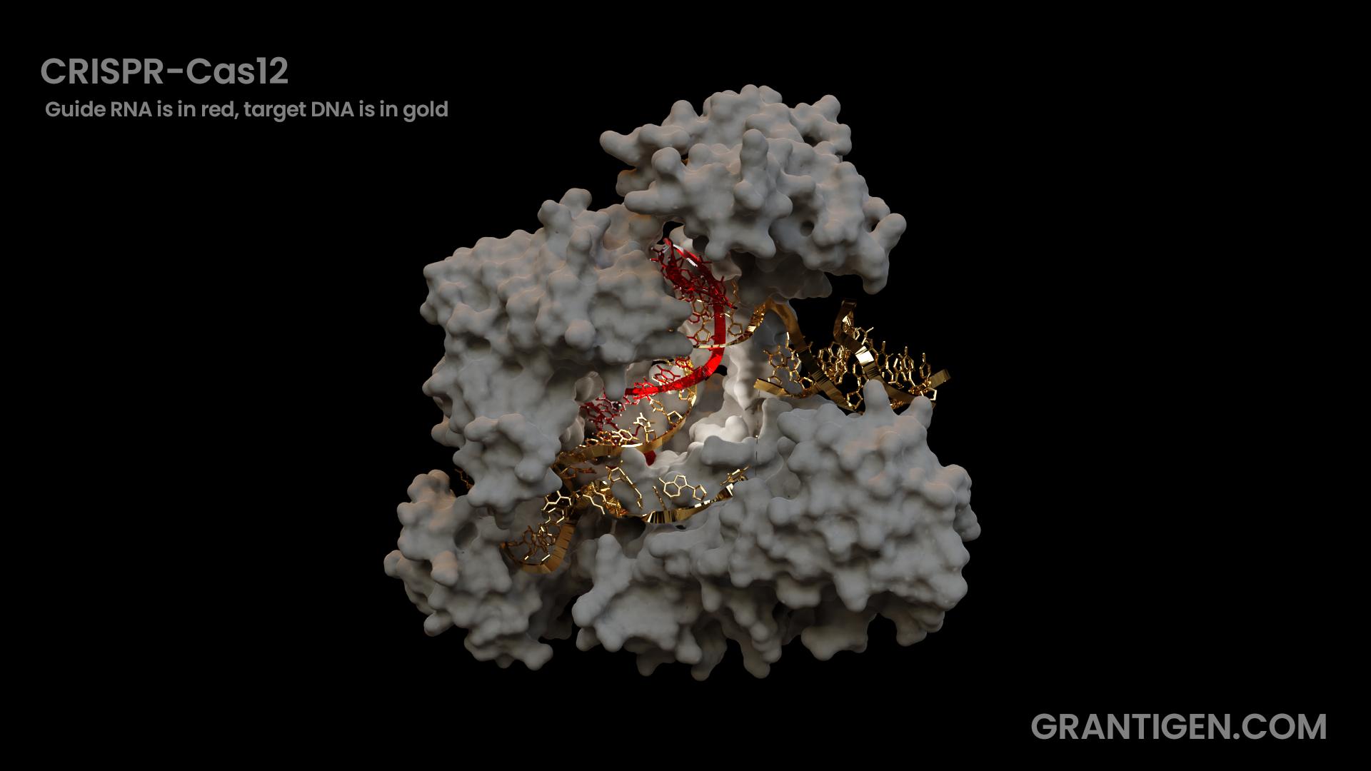 CRISPR-Cas12