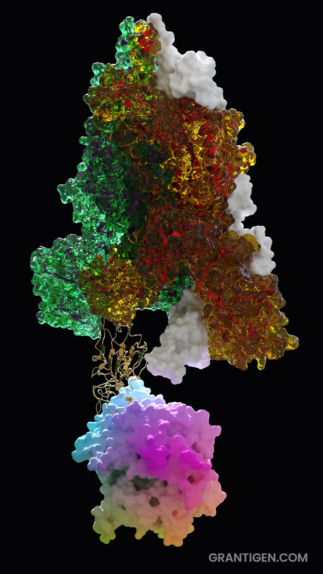 Spike protein trimer bound to ACE2 receptor