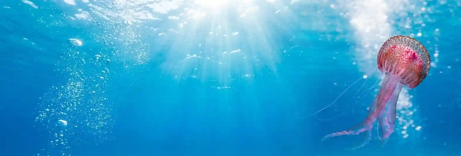 grantigen jellyfish background