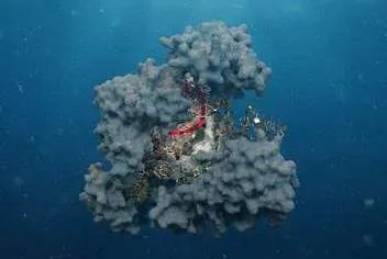 biomedical illustrations service