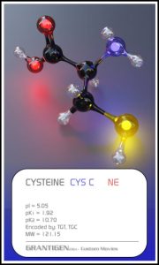 cysteine cysteine