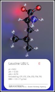 leucine leucine