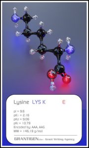 lysine lysine