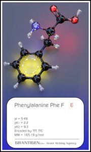 phenylalanine phenylalanine