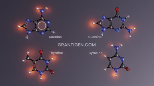 DNA bases: adenine thymine guanine cytosine DNA bases: adenine thymine guanine cytosine