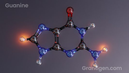 guanine guanine
