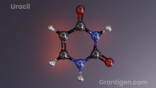uracil uracil
